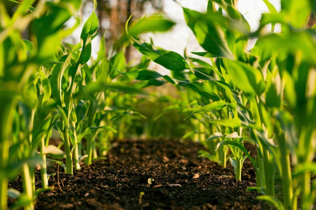 smart agriculture